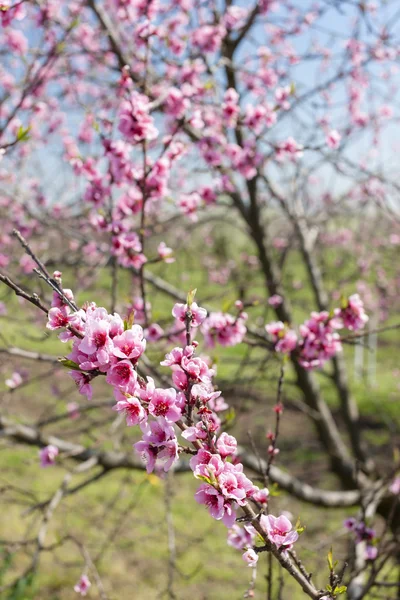 Detalhe da árvore de pêssego flor — Fotografia de Stock