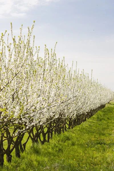 Blommande aprikos orchard — Stockfoto