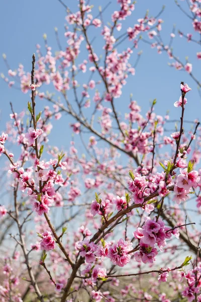 Detalj av blossom persika träd — Stockfoto