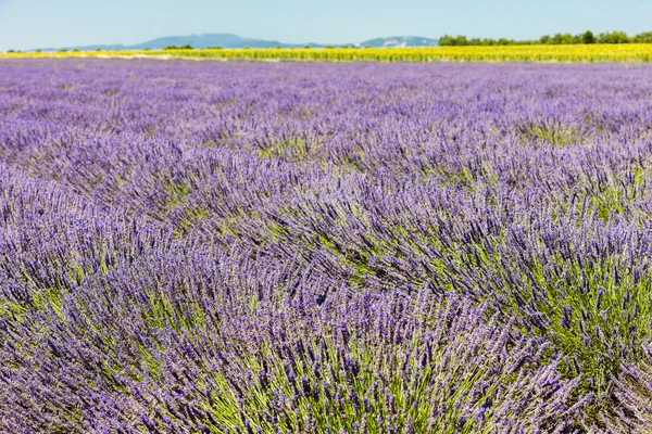 Lavanta alan, plato de Valensole, Provence — Stok fotoğraf
