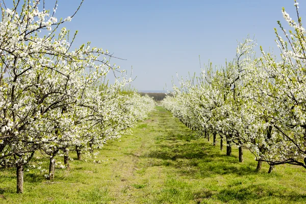 Blommande aprikos orchard — Stockfoto