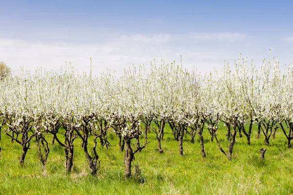 咲くアプリコットの果樹園 — ストック写真
