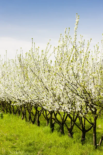 Blommande aprikos orchard — Stockfoto