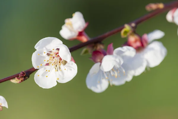 Detalhe da árvore de damasco de flor — Fotografia de Stock