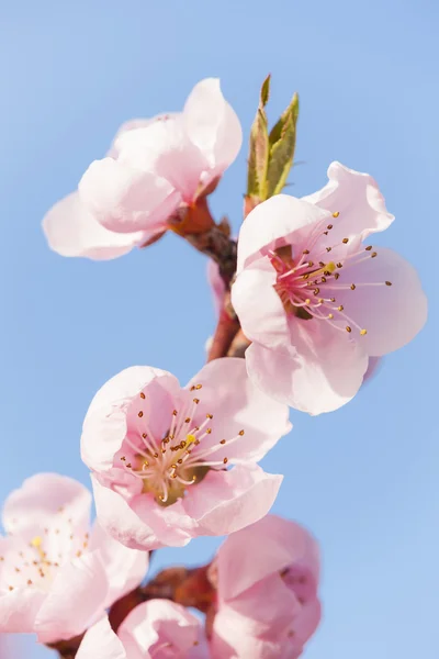 Detail of blossom peach tree — Stock Photo, Image