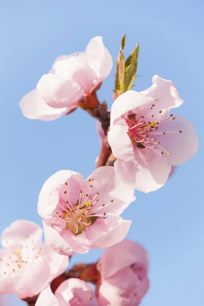 Detalhe da árvore de pêssego flor — Fotografia de Stock