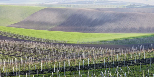 View of spring vineyards near Velke Bilovice — Stock Photo, Image