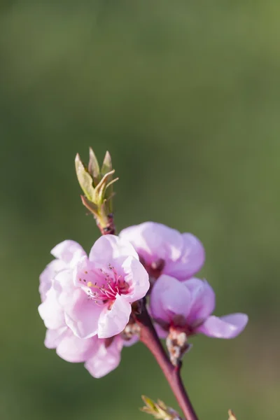 Detalhe da árvore de pêssego flor — Fotografia de Stock