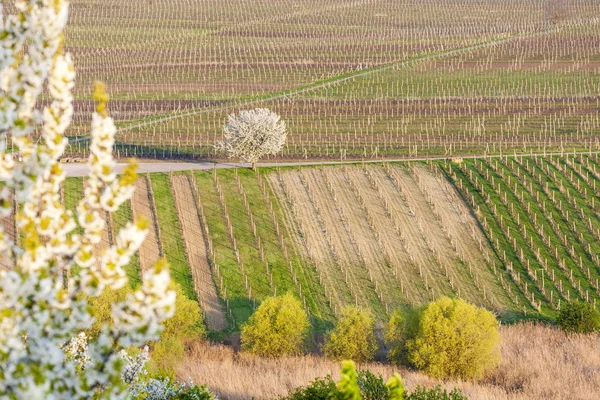 A tavaszi szőlőültetvények közelében Velke Bilovice megtekintése — Stock Fotó