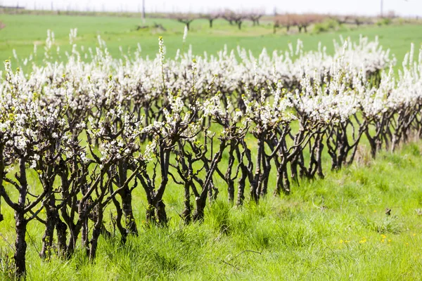 Huerto de albaricoque floreciente — Foto de Stock