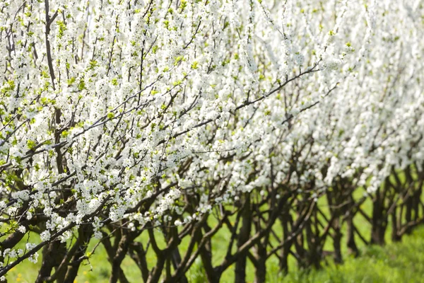 Der blühende Obstgarten — Stockfoto