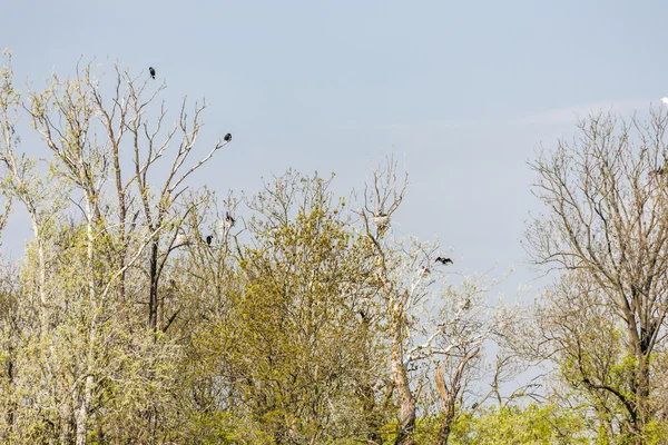 Aves em árvores — Fotografia de Stock