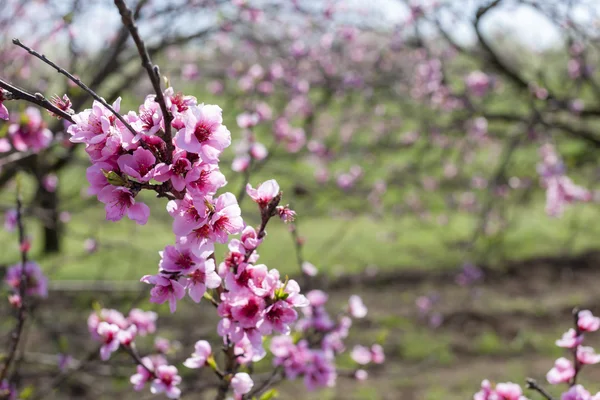 Detail der Blüte Pfirsichbaum — Stockfoto