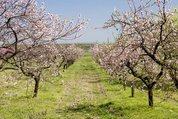 Blooming peach orchard — Stock Photo, Image