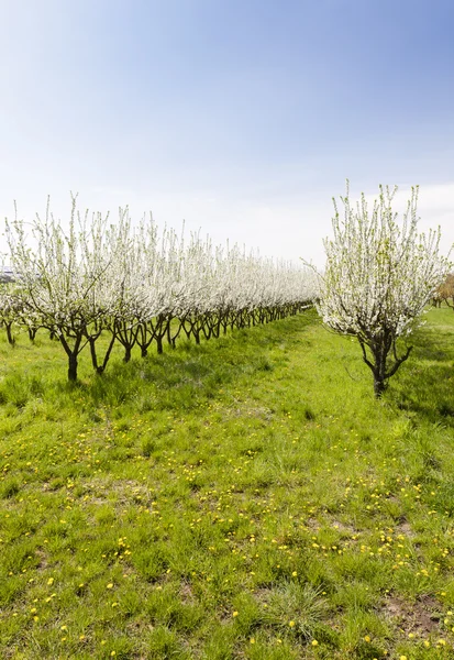 Bloeiende abrikoos boomgaard — Stockfoto