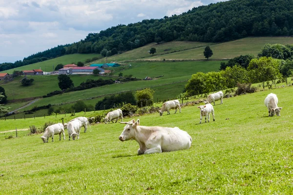 Manada de vacas, Rhone-Alpes — Fotografia de Stock