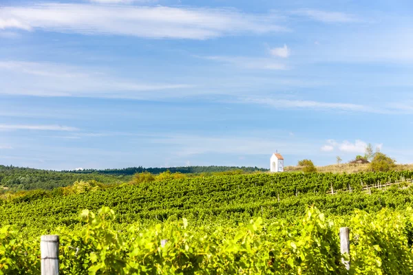 Wijngaard in de buurt van Hnanice, Zuid-Moravië — Stockfoto