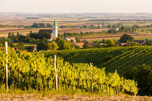 Winnicy w pobliżu Unterretzbach, Lower Austria — Zdjęcie stockowe