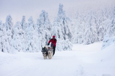 Dogging sledge, Sedivacek uzun
