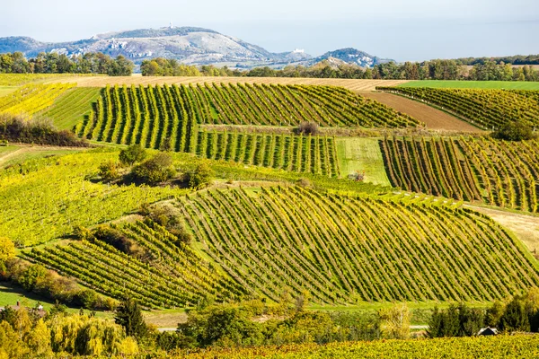 Höstlig vingårdar nära Falkenstein, Fäll ned Österrike — Stockfoto