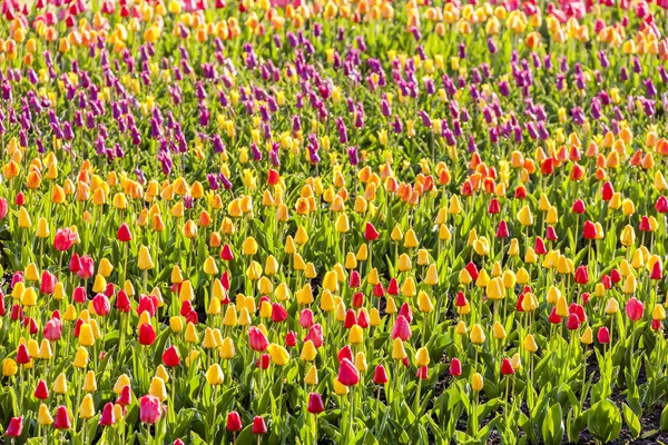 Garden of Lednice Palace, Czech Republic — Stock Photo, Image