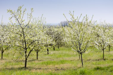 çiçek açan meyve meyve bahçesi