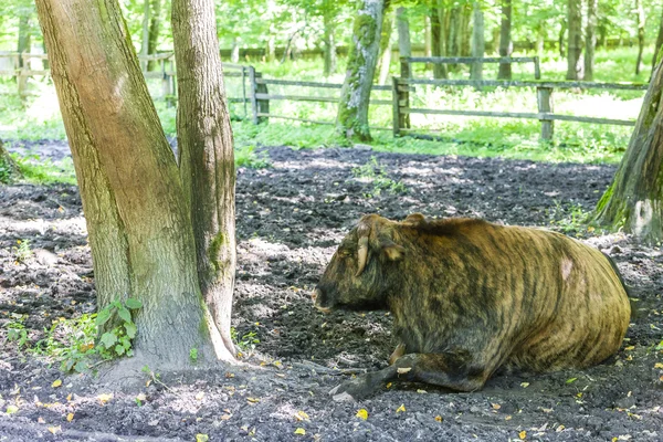 Bison, Parque Nacional Bialowieski, Voivodia Podlaskie — Fotografia de Stock