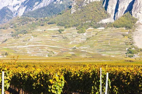 Weinberge in der Region Ardon, Kanton Wallis — Stockfoto