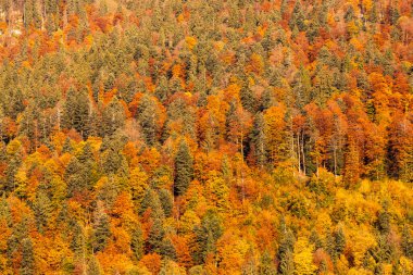 Avusturya 'da Dachstein yakınlarında sonbahar ormanı