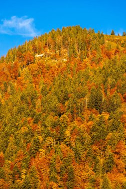 Avusturya 'da Dachstein yakınlarında sonbahar ormanı