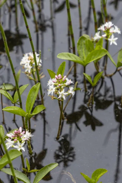 Menyanthes Trifoliata Jizerske Mountains Northern Bohemia Czech Republic — Stock Photo, Image