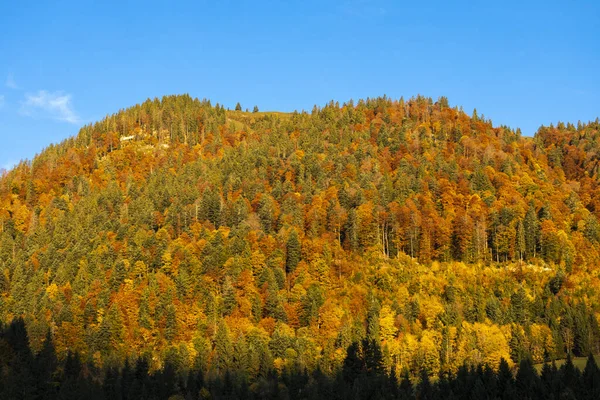 Floresta Outono Perto Dachstein Áustria — Fotografia de Stock