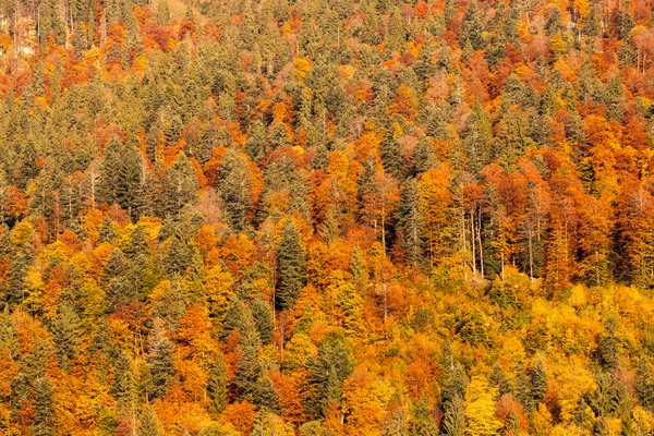 Avusturya 'da Dachstein yakınlarında sonbahar ormanı