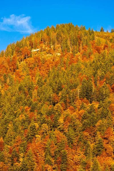 Avusturya Dachstein Yakınlarında Sonbahar Ormanı — Stok fotoğraf