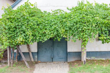 Hajos, Kalocsa County, Güney Büyük Ovası, Macaristan 'daki mahzen yolu.