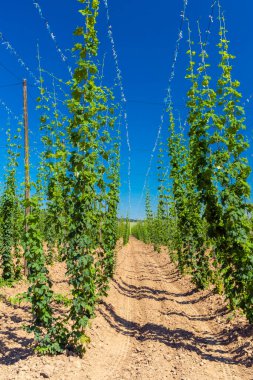 Çek Cumhuriyeti 'nin Zatec bölgesinde sıçrama alanı