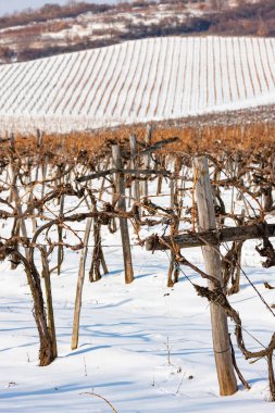 Sarospatak yakınlarındaki Wineyards, Tokaj bölgesi Macaristan