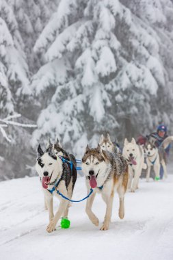 Sedivacek 'in uzun, Çek Cumhuriyeti kızak yarışı