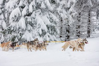 Sedivacek 'in uzun, Çek Cumhuriyeti kızak yarışı