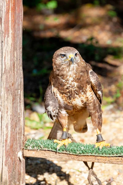 Hortobagy Köyü Yakınlarındaki Falcon Hortobagy Macaristan — Stok fotoğraf