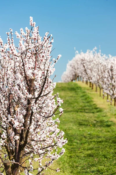 Paesaggio Con Frutteto Fiorito Primavera — Foto Stock