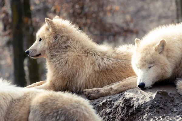 Wolves Winter Zoo Brno — Stock Photo, Image