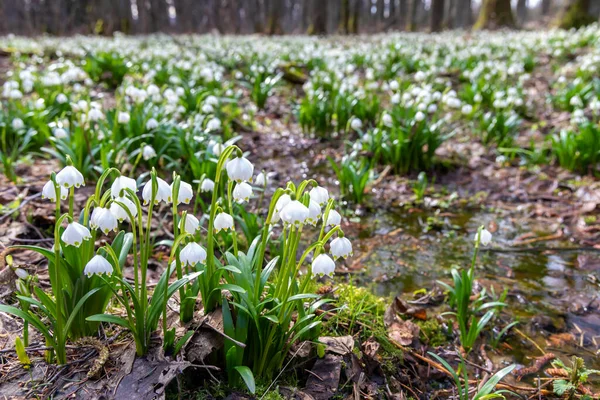チェコ共和国ヴィソチナの春の雪が降る早春の森 — ストック写真