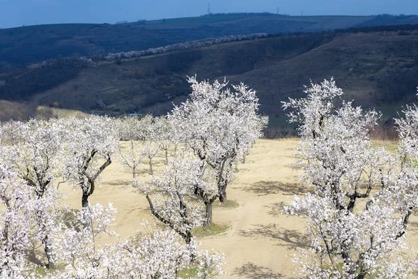 Almond Tree Orchard Hustopece South Moravia Czech Republic — Stock Photo, Image