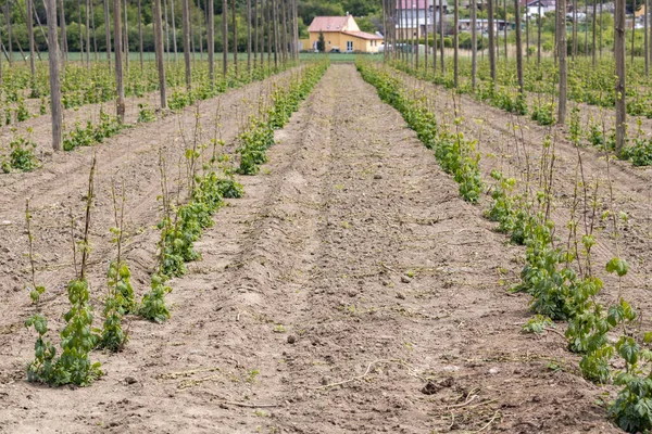 Hop Field Early Spring Time Zatec Czech Republic — Stock Photo, Image