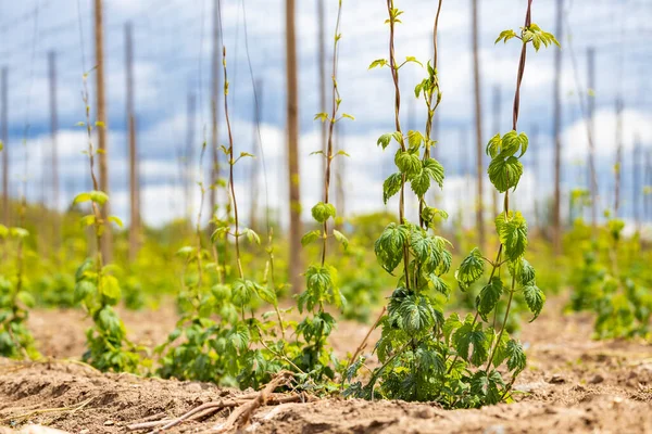 Hop Field Vroege Lente Bij Zatec Tsjechië — Stockfoto