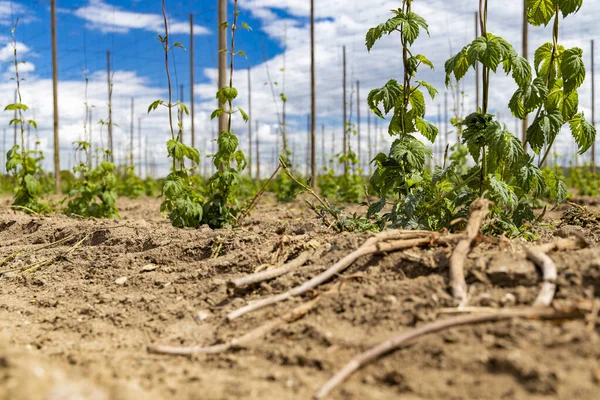 Hop Field Ранній Весняний Час Поблизу Затка Чеська Республіка — стокове фото