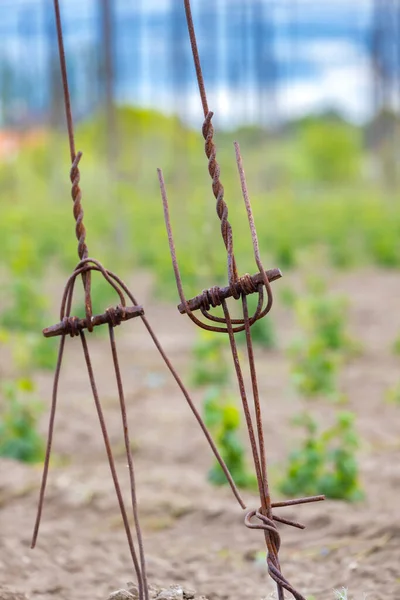 Hop Field Early Spring Time Zatec Czech Republic — Stock Photo, Image