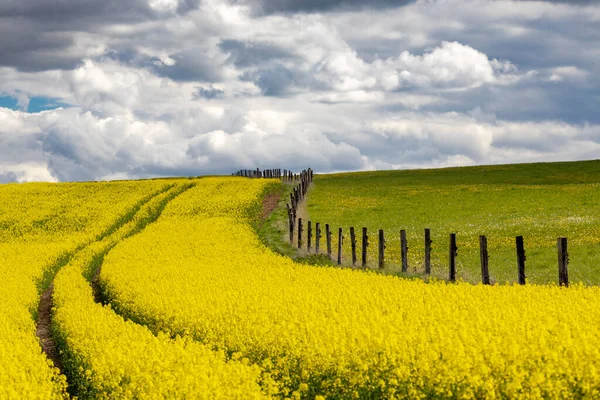 Rapsfröfält Mellersta Böhmen Tjeckien — Stockfoto