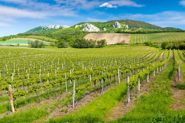 Vigneti Palava Moravia Repubblica Ceca — Foto Stock